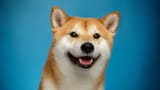 doge