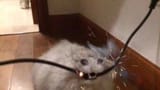 Thread 16667269 OP Image
