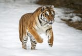 tiger-Siberian