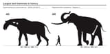 Largest-land-mammals-in-history