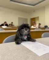 dog taking exam