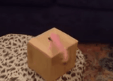 animation-5