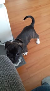 dog