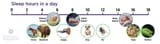 Animal-sleep-diagram-QBI_s