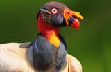 Sarcoramphus