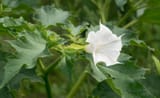Jimsonweed