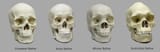 4skulls
