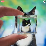 gato