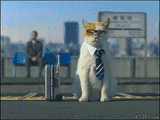 cat commercial