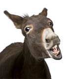 jackass