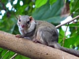 Spitzhörnchen