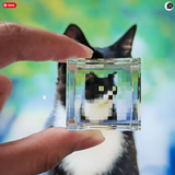 gato