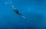 black-cormorant-hunting-school-bait-600nw-1203093313[1]