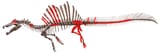 spino bones