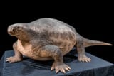 Cotylorhynchus