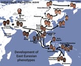 east eurasian phenotype migration