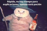gato