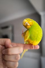 cute parakeet