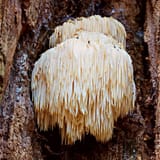 lions-mane-feature-1289972035