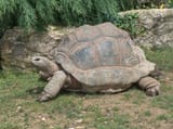 Giant_Tortoise