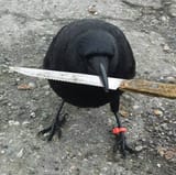1-crow
