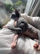 buff-cat