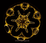 cymatic