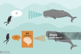 using-ai-to-translate-whale-communication-artificial-intelligence-decoding-sperm-whale-coda-1058987869