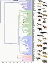 Phylogenetic-time-tree-of-mammalian-families-13-created-on-the-basis-of-an-analysis-of