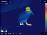 pelican