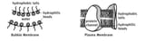 CSOmembranes