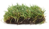 grass-1656376230658