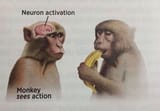 monkeysee