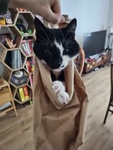 cat&#039;s out of the bag