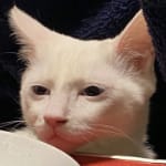 cat-tired