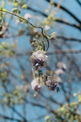 SDIM0612