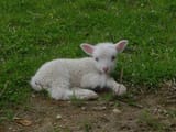 lamby