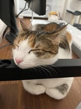kitty