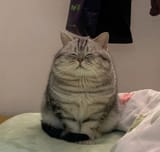 fatasscat