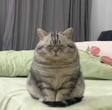 chungus