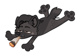 blunt transparent