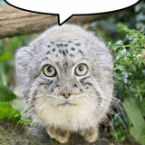 manul-pallas-cat
