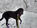 koda