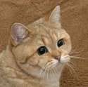 that cat