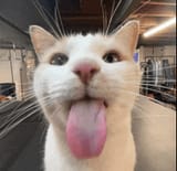 catz