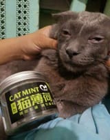 gatto