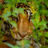 Tigergrass