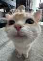 cat-smile_thumb.jpg