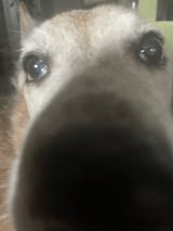 dog-sniff