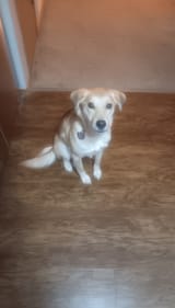 My dog